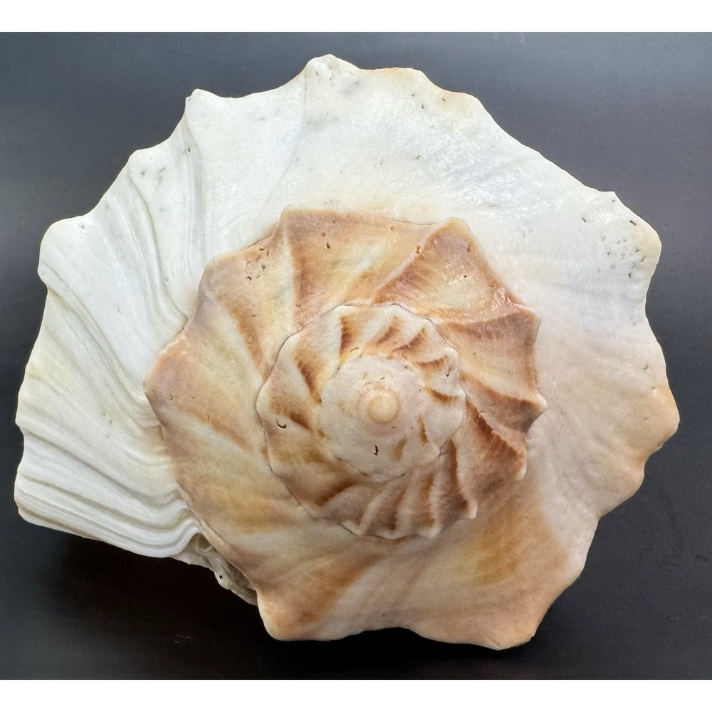 Large 11.5" Natural Lightning Whelk Sea Shell Coastal Beach Nautical Ocean Decor - Picture 2 of 10